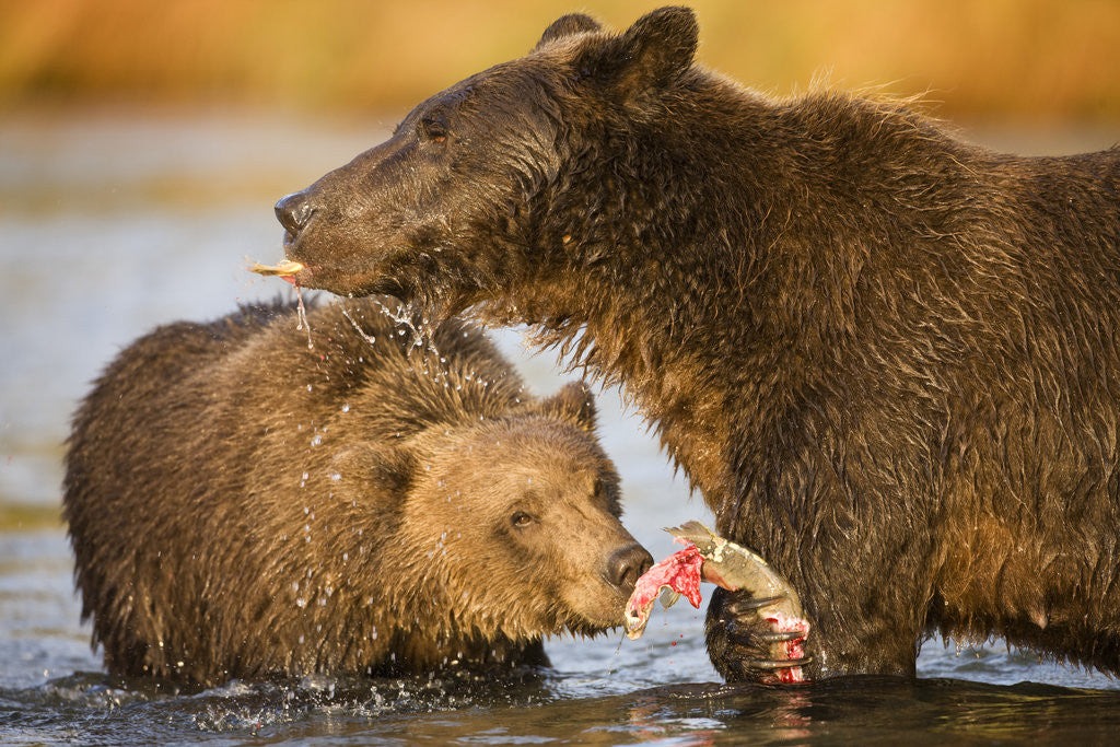 Detail of Grizzly Bear Mother and Two Year Old Eating Salmon by Corbis