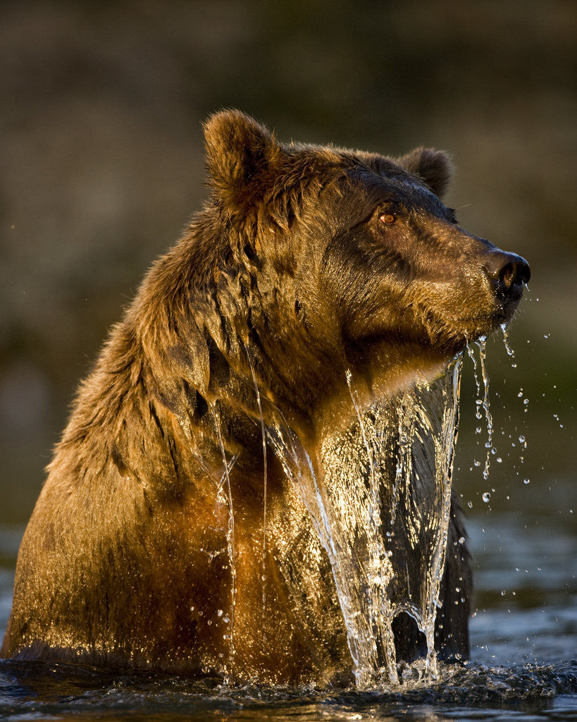 Detail of Brown Bear Emerging From Stream While Fishing at Kinak Bay by Anonymous