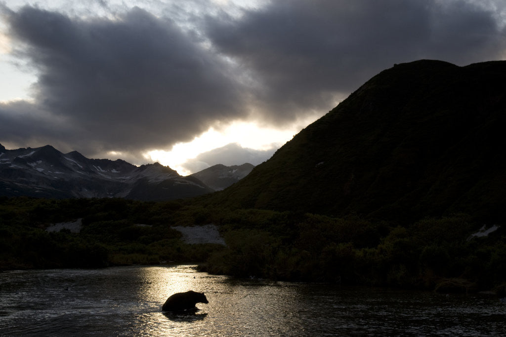 Detail of Grizzly Bear Hunting in River at Kinak Bay at Sunset by Corbis