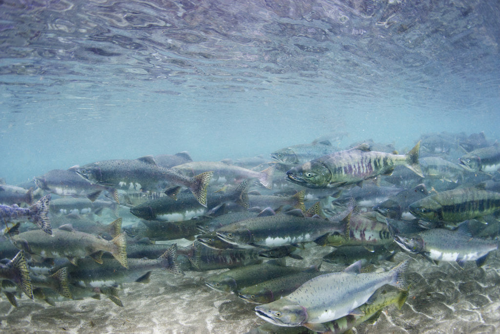 Detail of Spawning Salmon in Kinak Bay in Katmai National Park by Anonymous