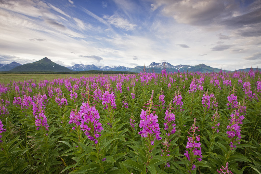 Detail of Fireweed in Meadow at Hallo Bay in Katmai National Park by Corbis