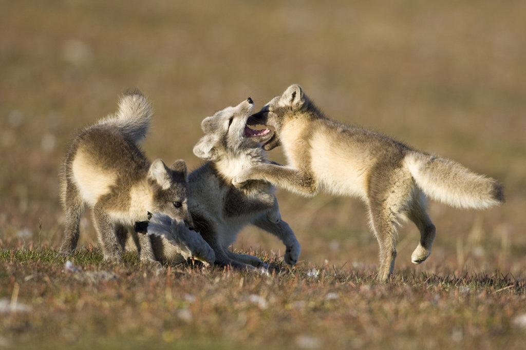 Detail of Arctic Fox Kits Playing on Tundra on Edgeoya Island by Anonymous