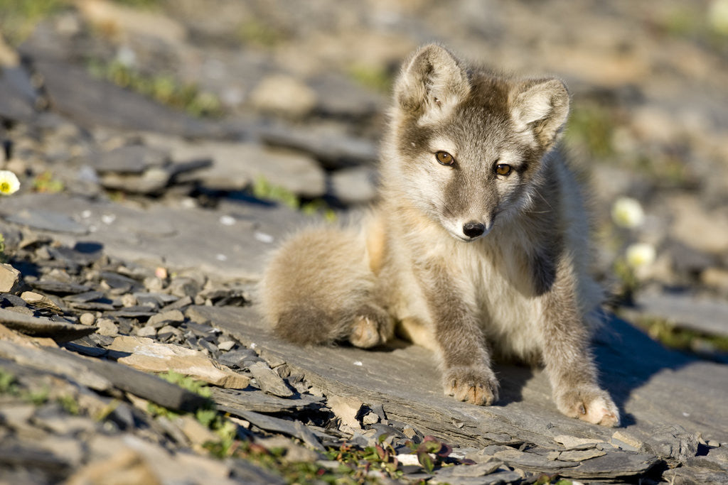 Detail of Arctic Fox Kit on Rocky Hillside on Edgeoya Island by Anonymous