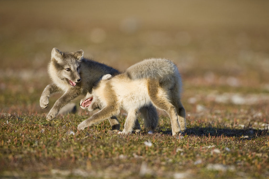 Detail of Arctic Fox Kits Playing on Tundra on Edgeoya Island by Anonymous