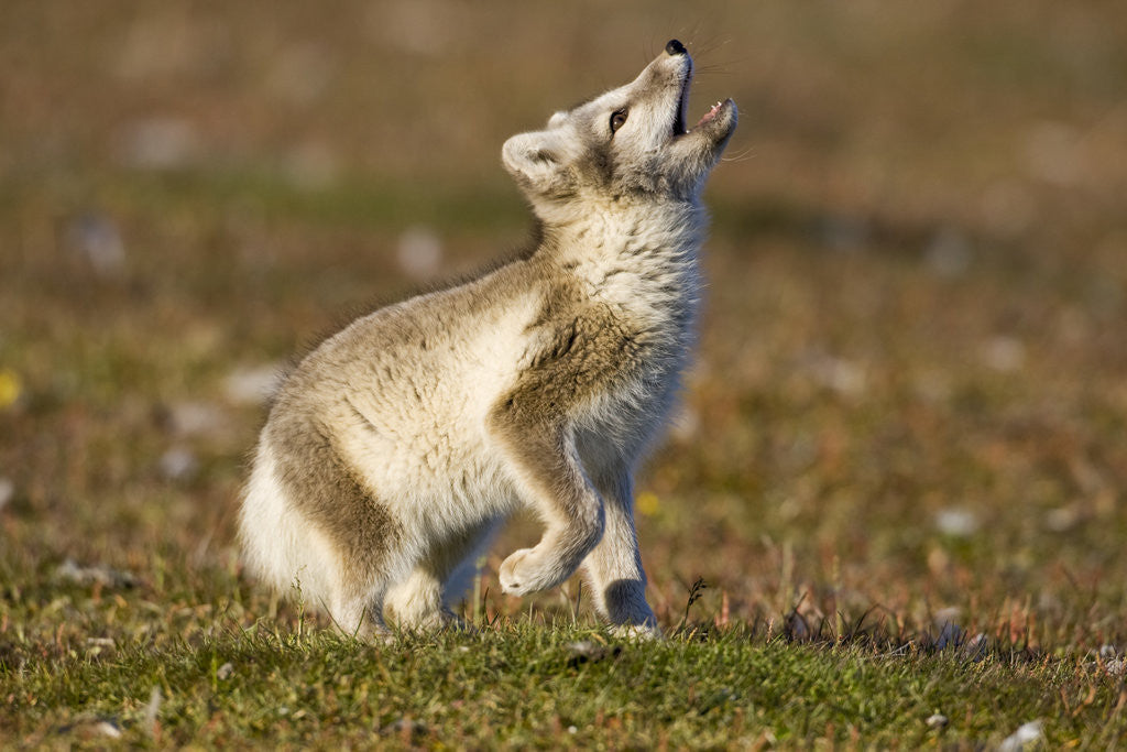 Detail of Arctic Fox Kit Playing on Tundra on Edgeoya Island by Anonymous