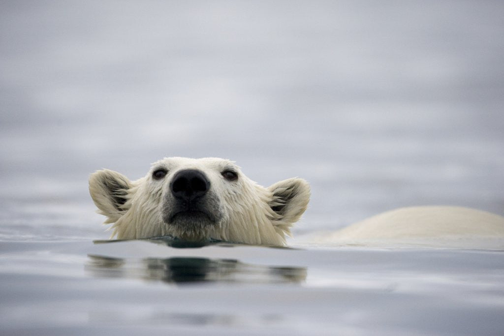 Detail of Swimming Polar Bear at Half Moon Island in Svalbard by Anonymous
