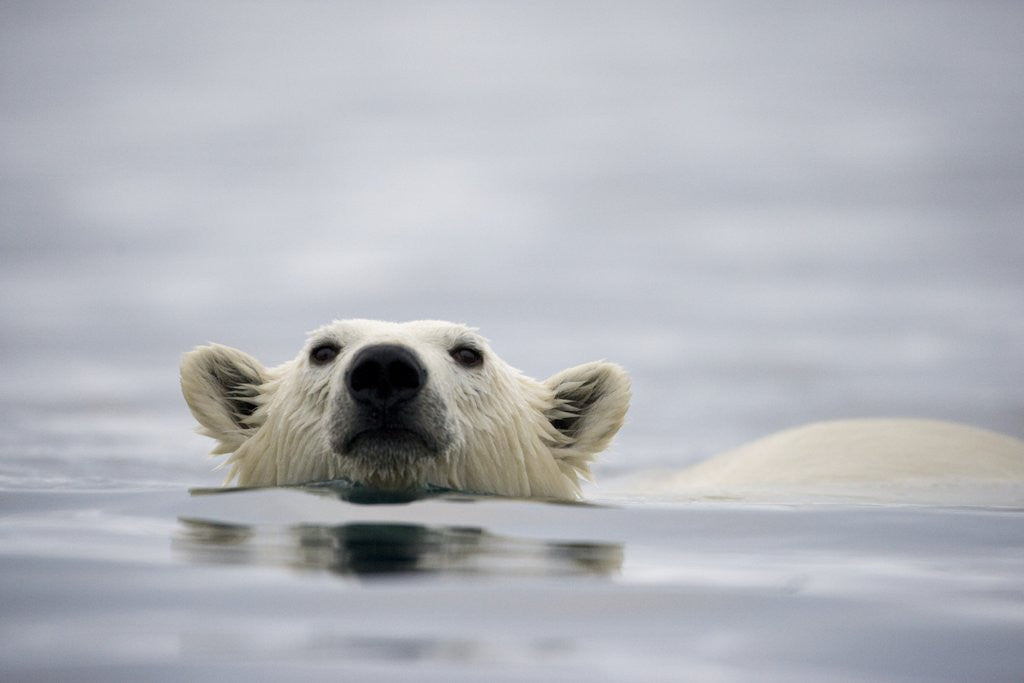 Detail of Swimming Polar Bear at Half Moon Island in Svalbard by Corbis