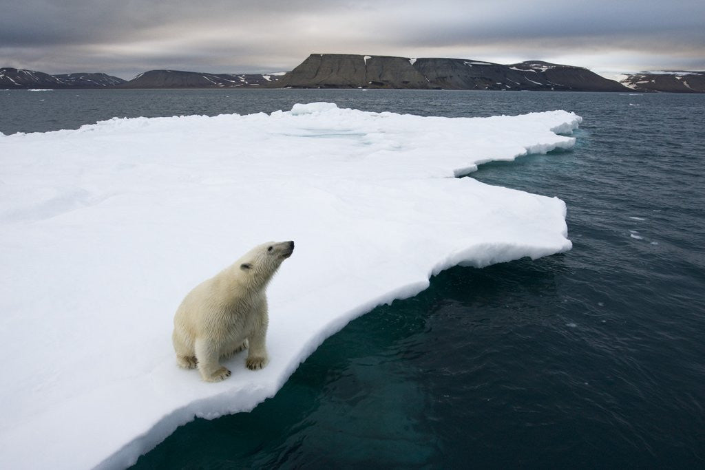Detail of Polar Bear on Melting Iceberg in the Svalbard Islands by Anonymous