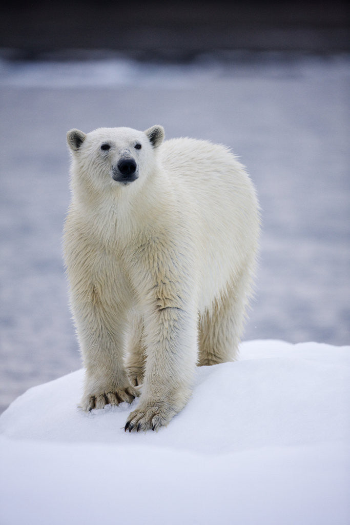 Detail of Polar Bear on Iceberg at Svalbard on Summer Evening by Anonymous