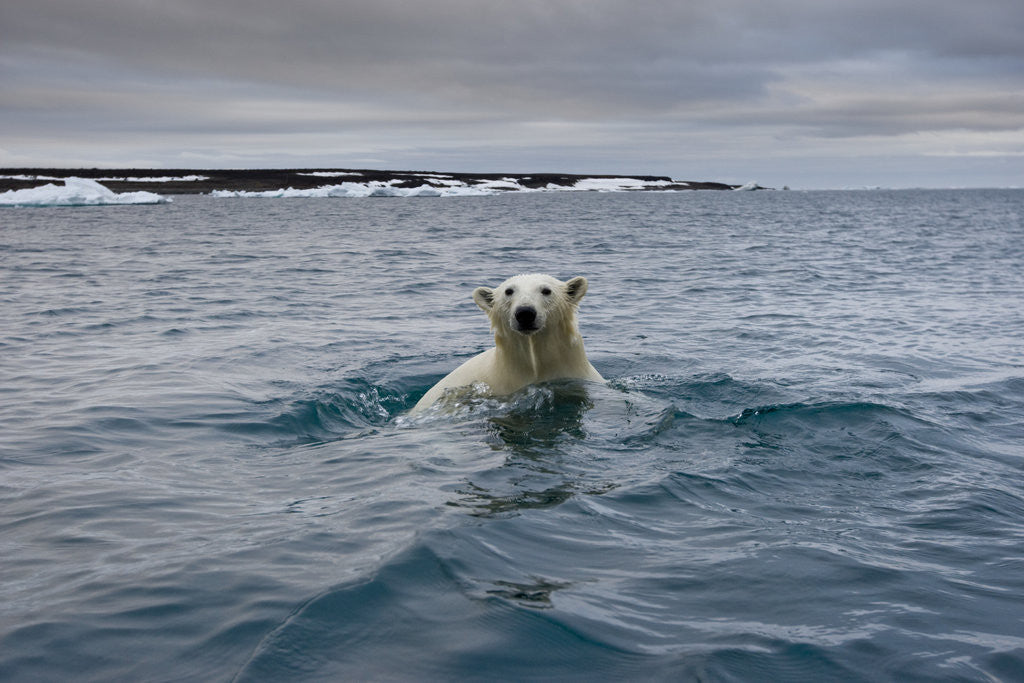 Detail of Swimming Polar Bear at Half Moon Island in Svalbard by Anonymous