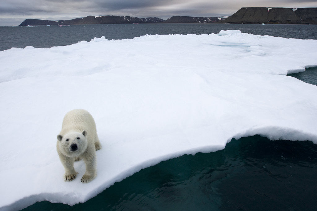 Detail of Polar Bear on Sea Ice at Svalbard on Summer Evening by Anonymous