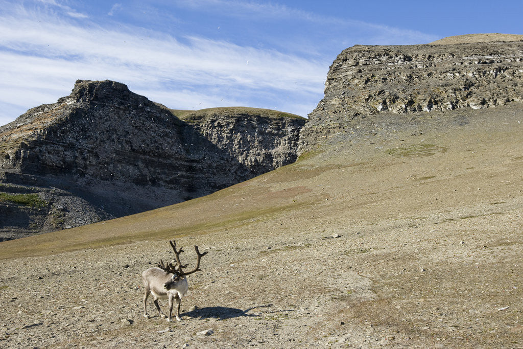 Detail of Reindeer Grazing on Tundra on Edgeoya Island by Anonymous
