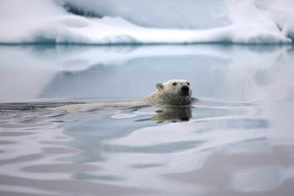 Detail of Polar Bear Swimming in Svalbard Islands by Corbis