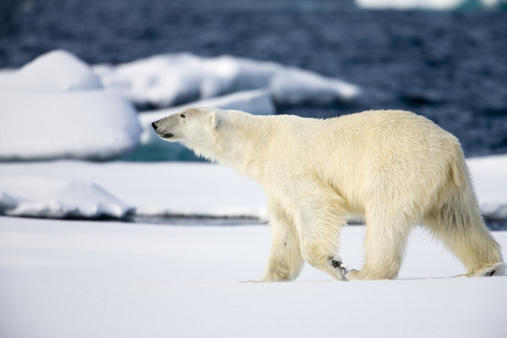 Detail of Polar Bear on Snow Covered Iceberg at Spitsbergen by Anonymous