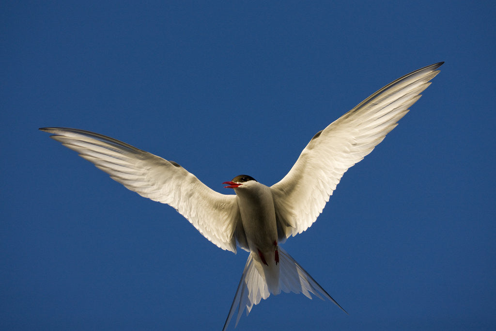 Detail of Arctic Tern in Flight by Anonymous