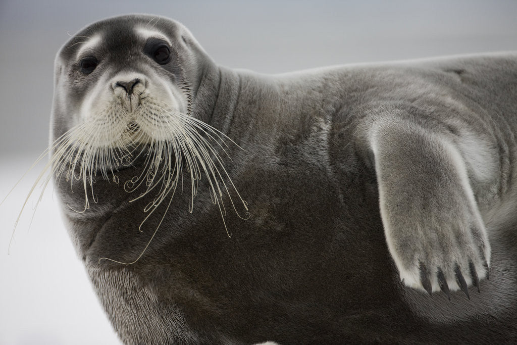 Detail of Bearded Seal on Iceberg in the Svalbard Islands by Anonymous