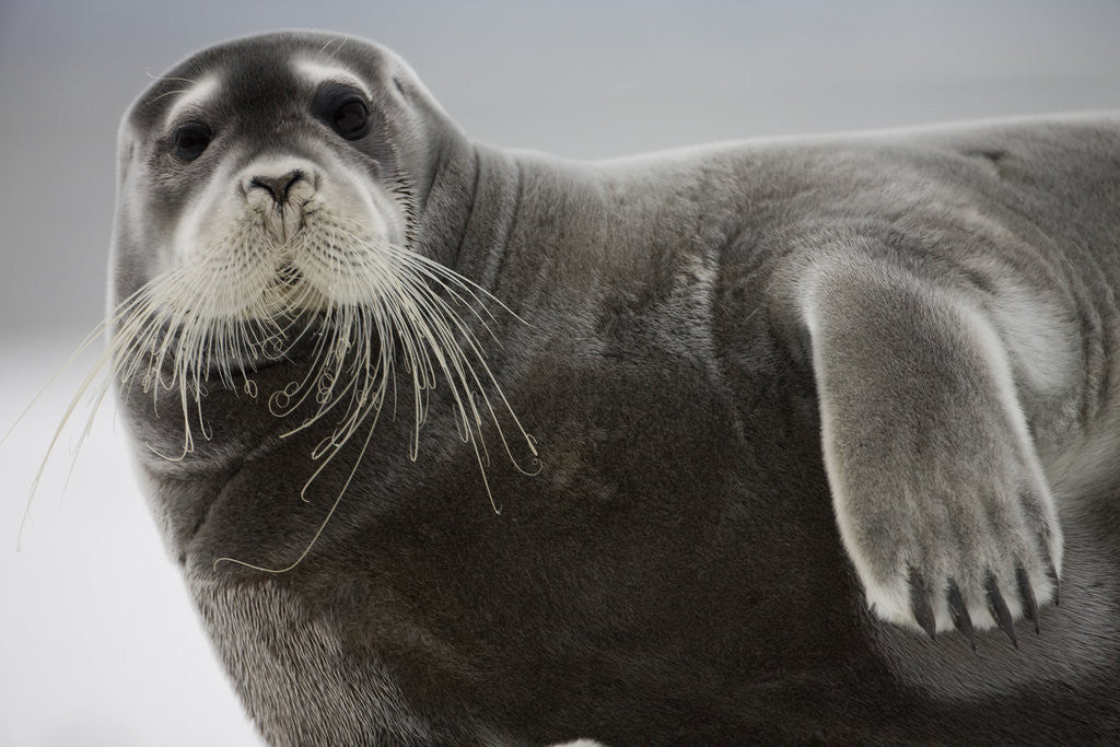 Detail of Bearded Seal on Iceberg in the Svalbard Islands by Corbis