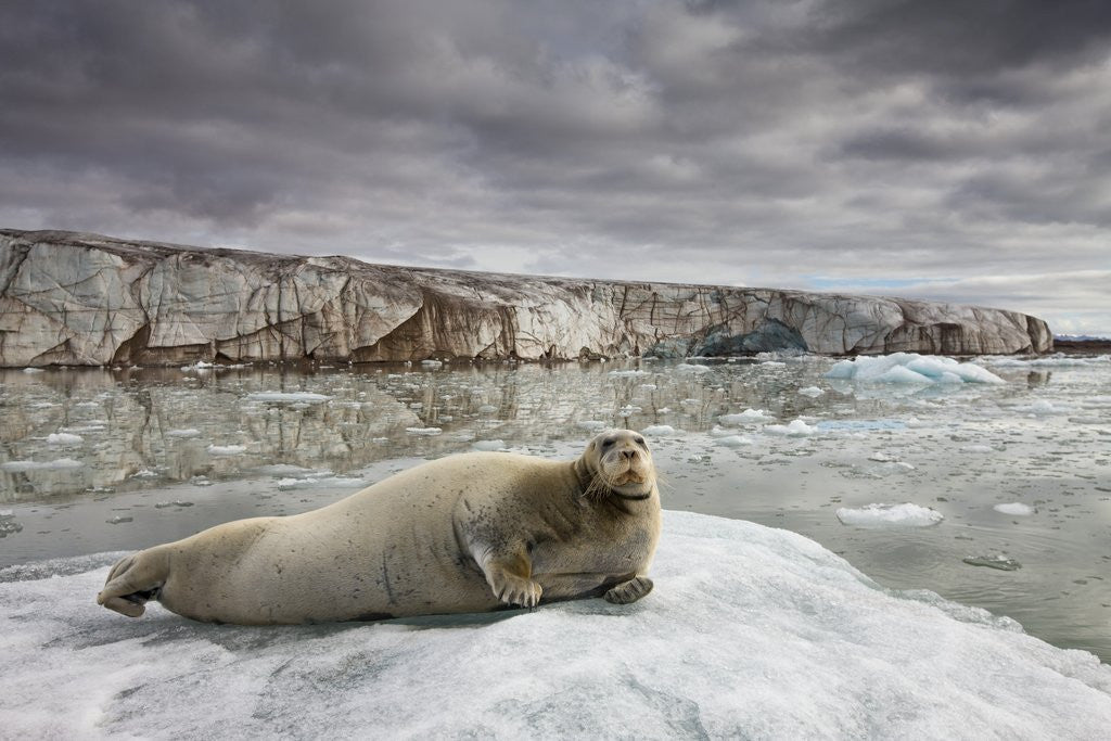 Detail of Bearded Seal on Iceberg in the Svalbard Islands by Anonymous