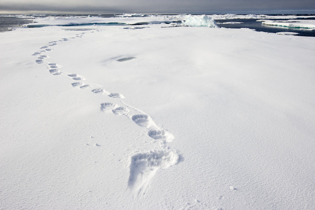 Detail of Polar Bear Tracks in Fresh Snow at Spitsbergen Island by Anonymous