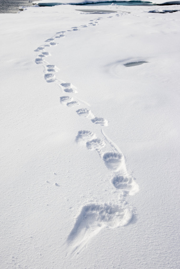 Detail of Polar Bear Tracks in Fresh Snow at Spitsbergen Island by Anonymous