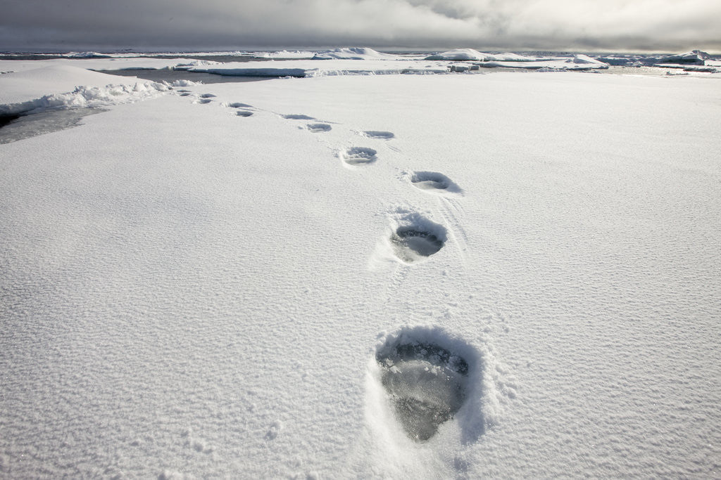 Detail of Polar Bear Tracks in Fresh Snow at Spitsbergen Island by Anonymous