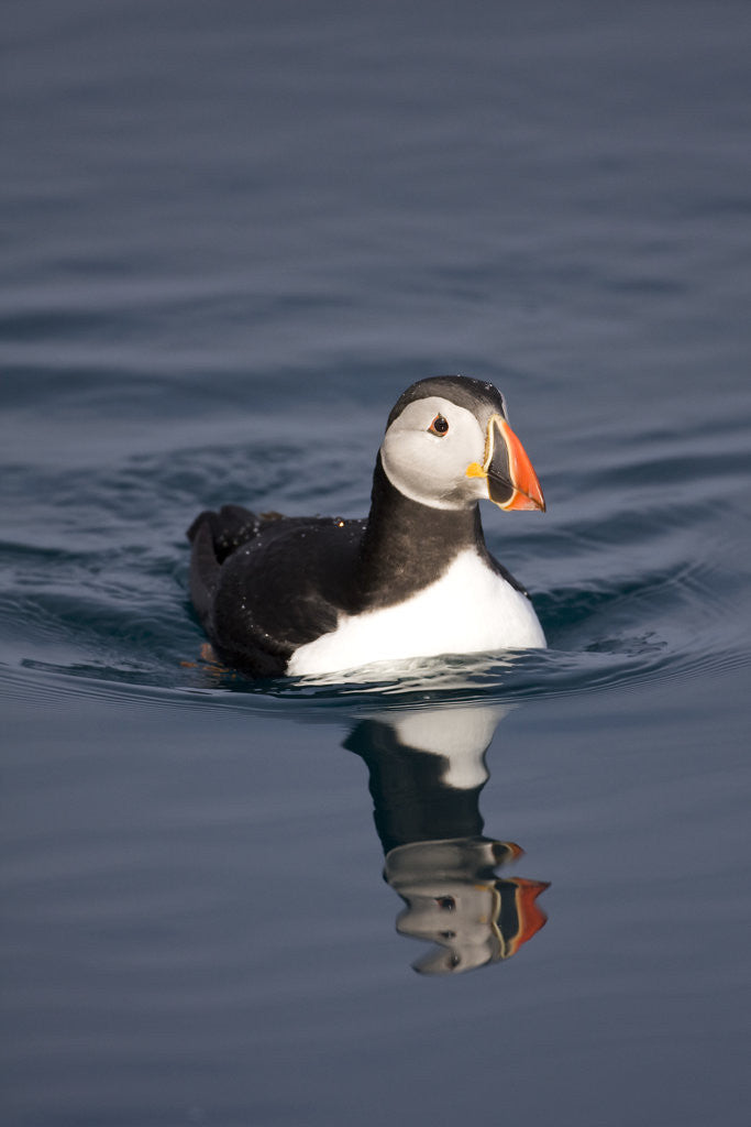 Detail of Atlantic Puffin Swimming in the Svalbard Islands by Corbis