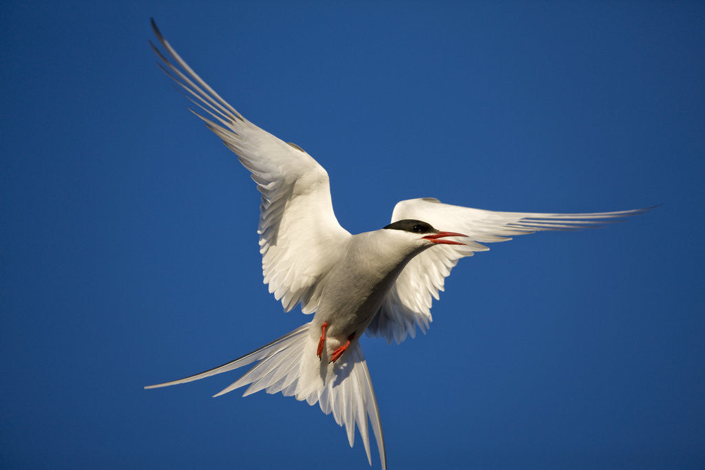 Detail of Arctic Tern in Flight by Anonymous