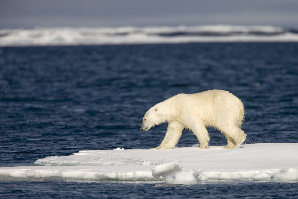 Detail of Polar Bear on Melting Pack Ice at Spitsbergen by Anonymous