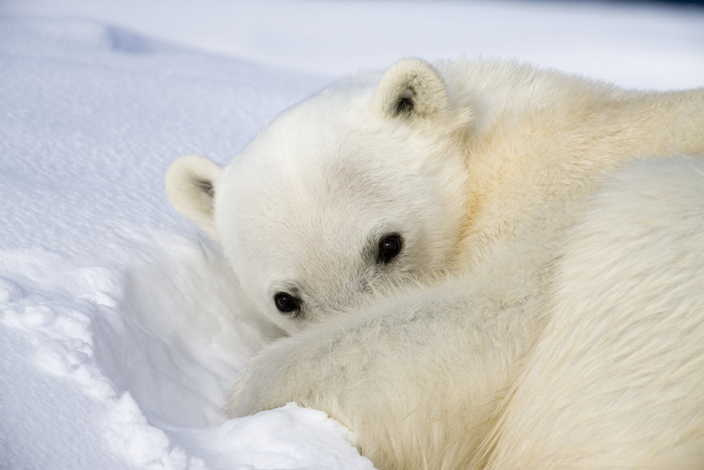 Detail of Polar Bear Curled Up on Iceberg at Spitsbergen Island by Anonymous