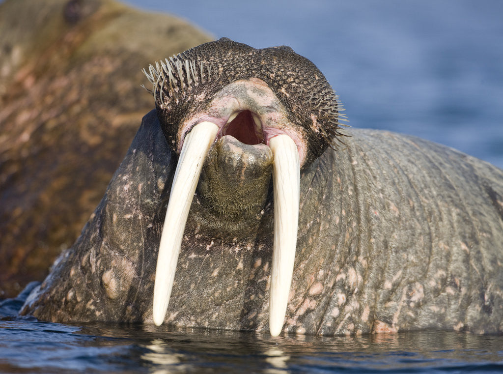 Detail of Walrus Yawning in Water Off Shore at Tiholmane Island by Anonymous