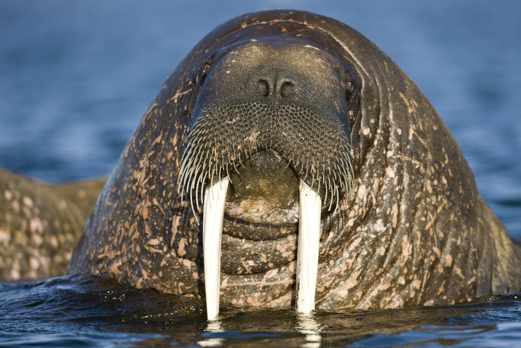 Detail of Walrus Swimming Near Tiholmane Island by Anonymous