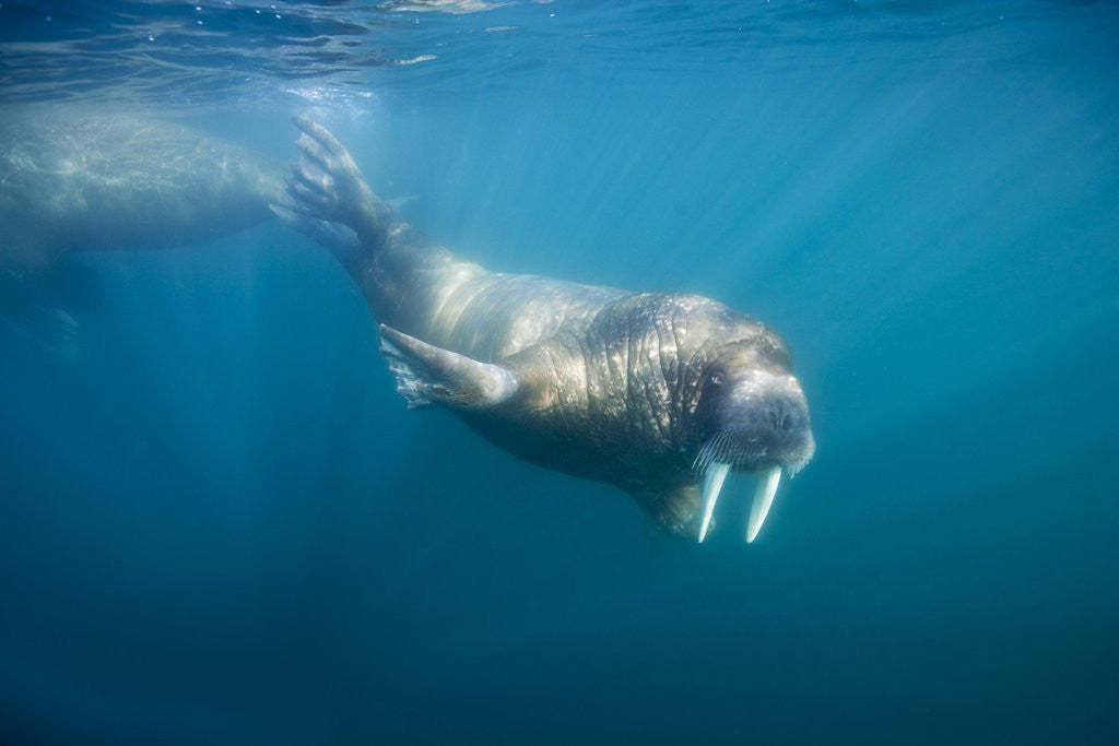 Detail of Walrus Swimming Underwater Near Tiholmane Island by Corbis