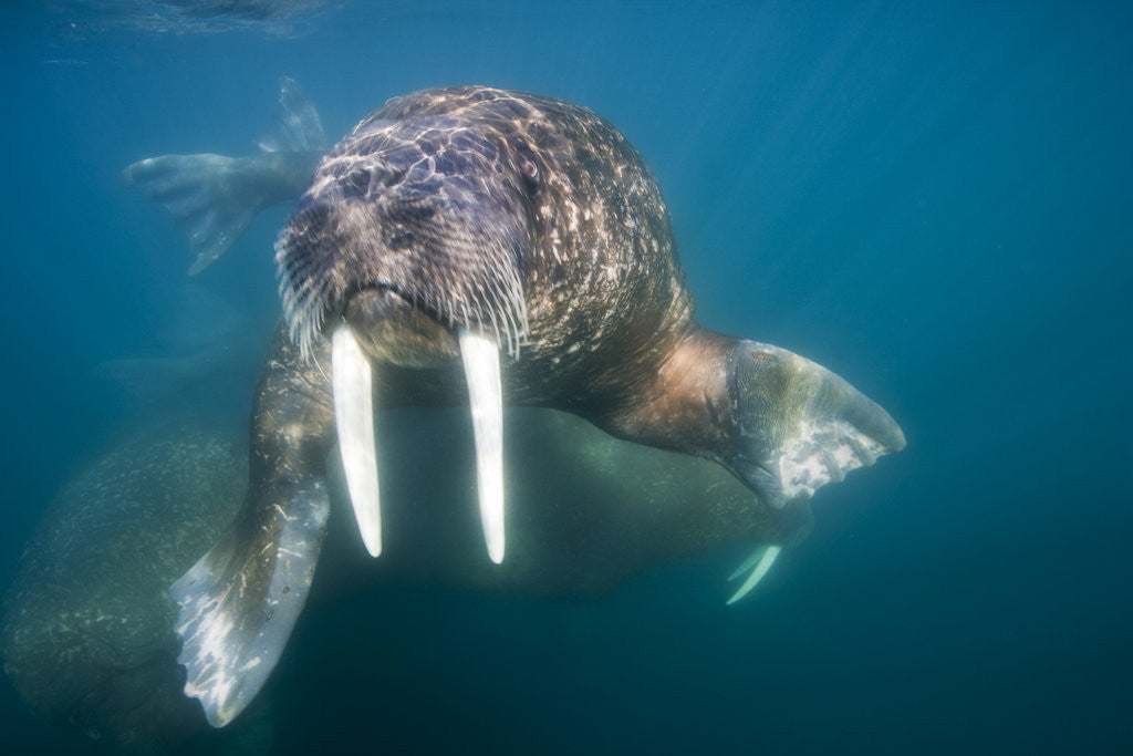 Detail of Walrus Swimming Underwater Near Tiholmane Island by Anonymous