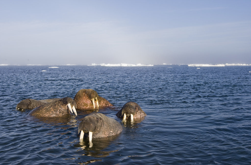 Detail of Walrus Swimming Off Shore at Tiholmane Island by Anonymous