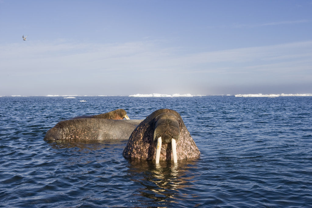 Detail of Walrus Swimming Off Shore at Tiholmane Island by Anonymous