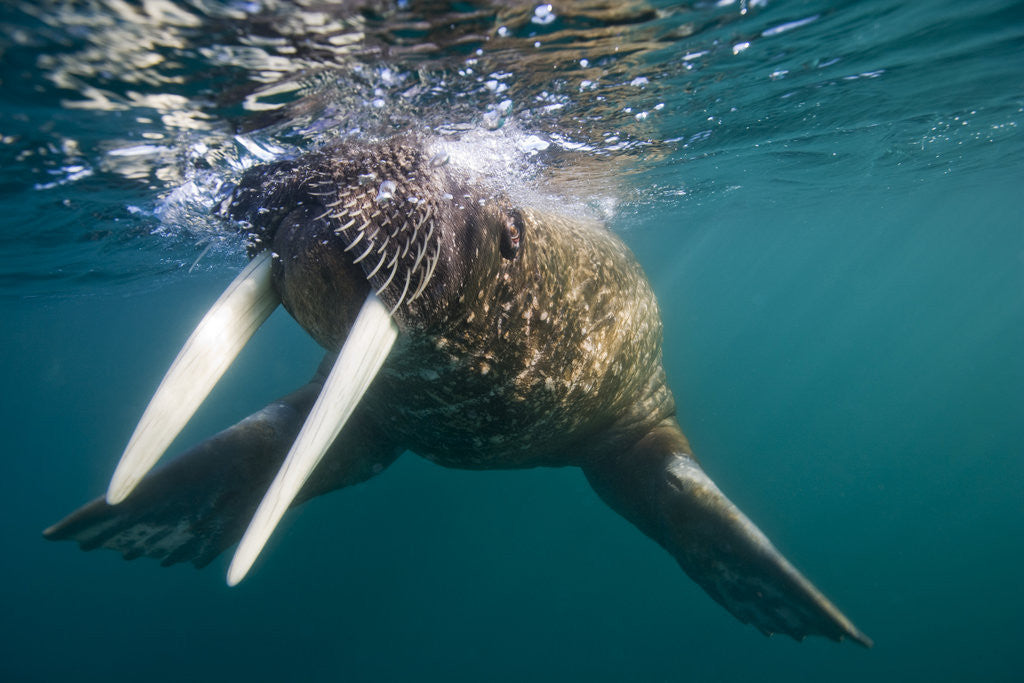 Detail of Walrus Swimming Under Surface of Water Near Tiholmane Island by Anonymous