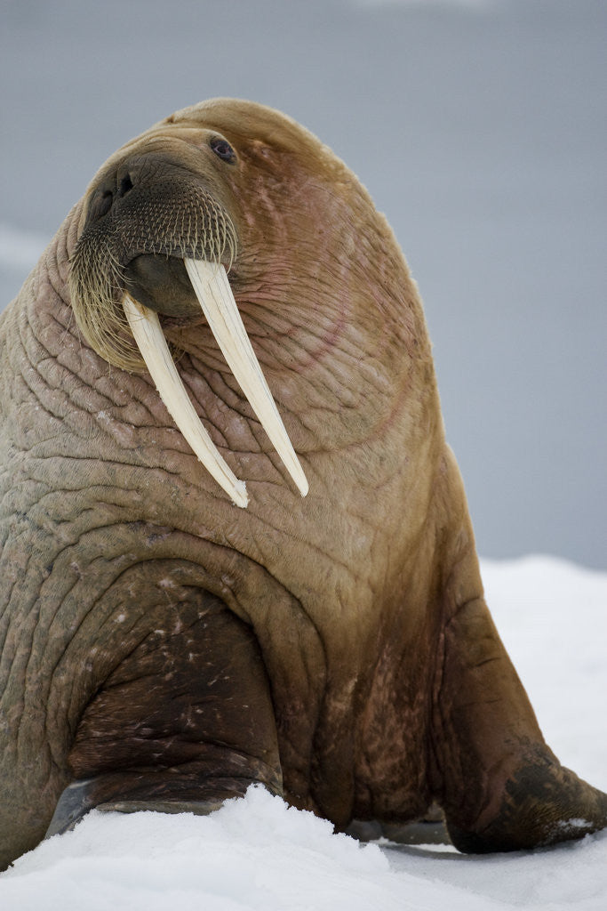 Detail of Walrus Resting on Iceberg in Bjornbukta Bay by Anonymous