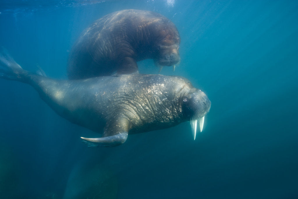 Detail of Walrus Swimming Underwater Near Tiholmane Island by Anonymous