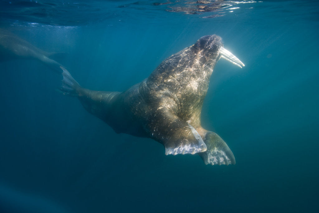 Detail of Walrus Swimming Underwater Near Tiholmane Island by Anonymous