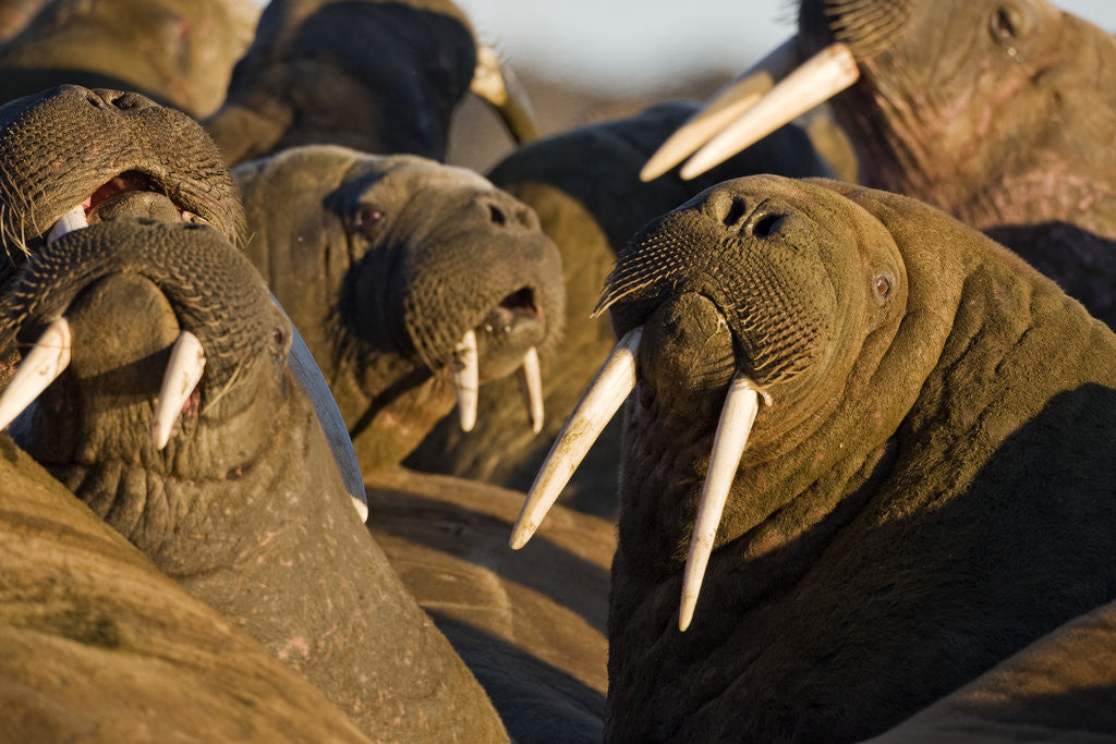 Detail of Walrus Colony Near Kapp Lee in Midnight Sun by Anonymous