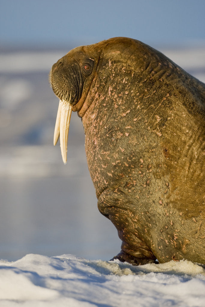 Detail of Walrus on Iceberg Near Kapp Lee in Midnight Sun by Anonymous