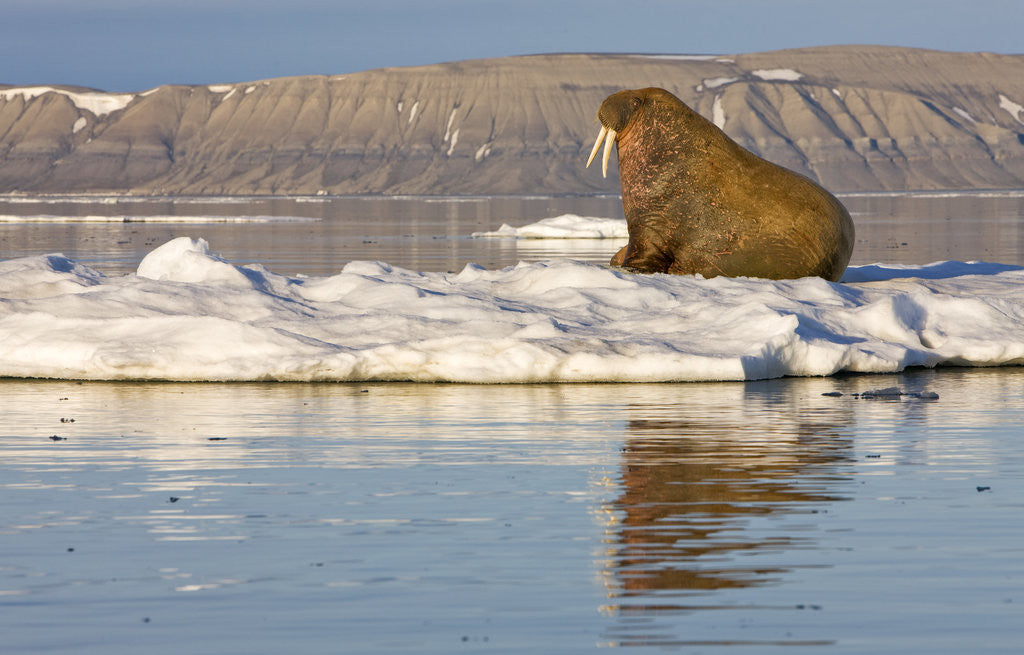 Detail of Walrus on Iceberg Near Kapp Lee in Midnight Sun by Anonymous