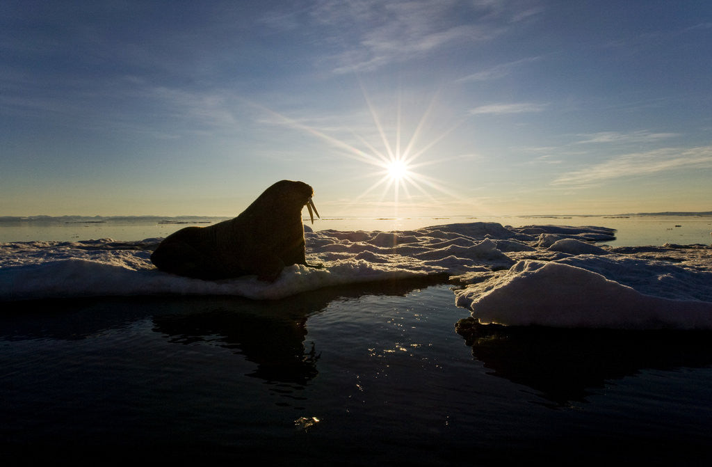 Detail of Walrus on Iceberg Near Kapp Lee in Midnight Sun by Anonymous