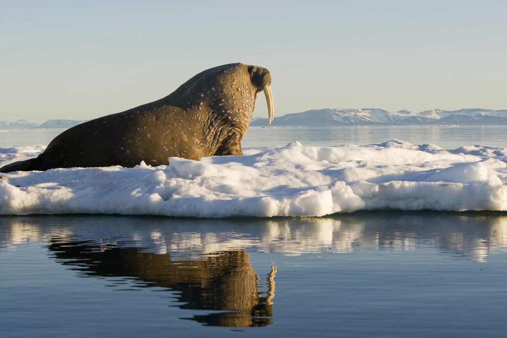 Detail of Walrus on Iceberg Near Kapp Lee in Midnight Sun by Corbis