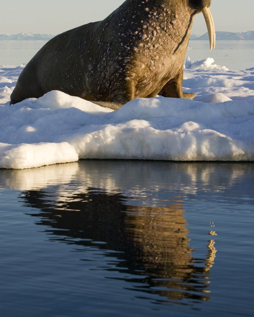 Walrus on Iceberg Near Kapp Lee in Midnight Sun by Corbis