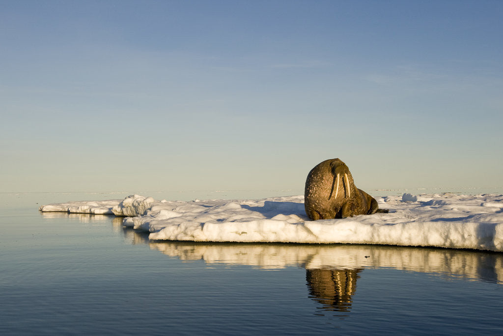 Detail of Walrus on Iceberg Near Kapp Lee in Midnight Sun by Anonymous