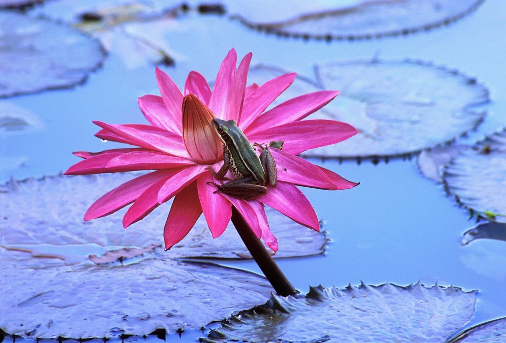 Detail of Frog on water lily in pond by Corbis