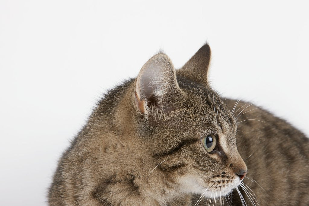 Detail of Curious Cat by Anonymous