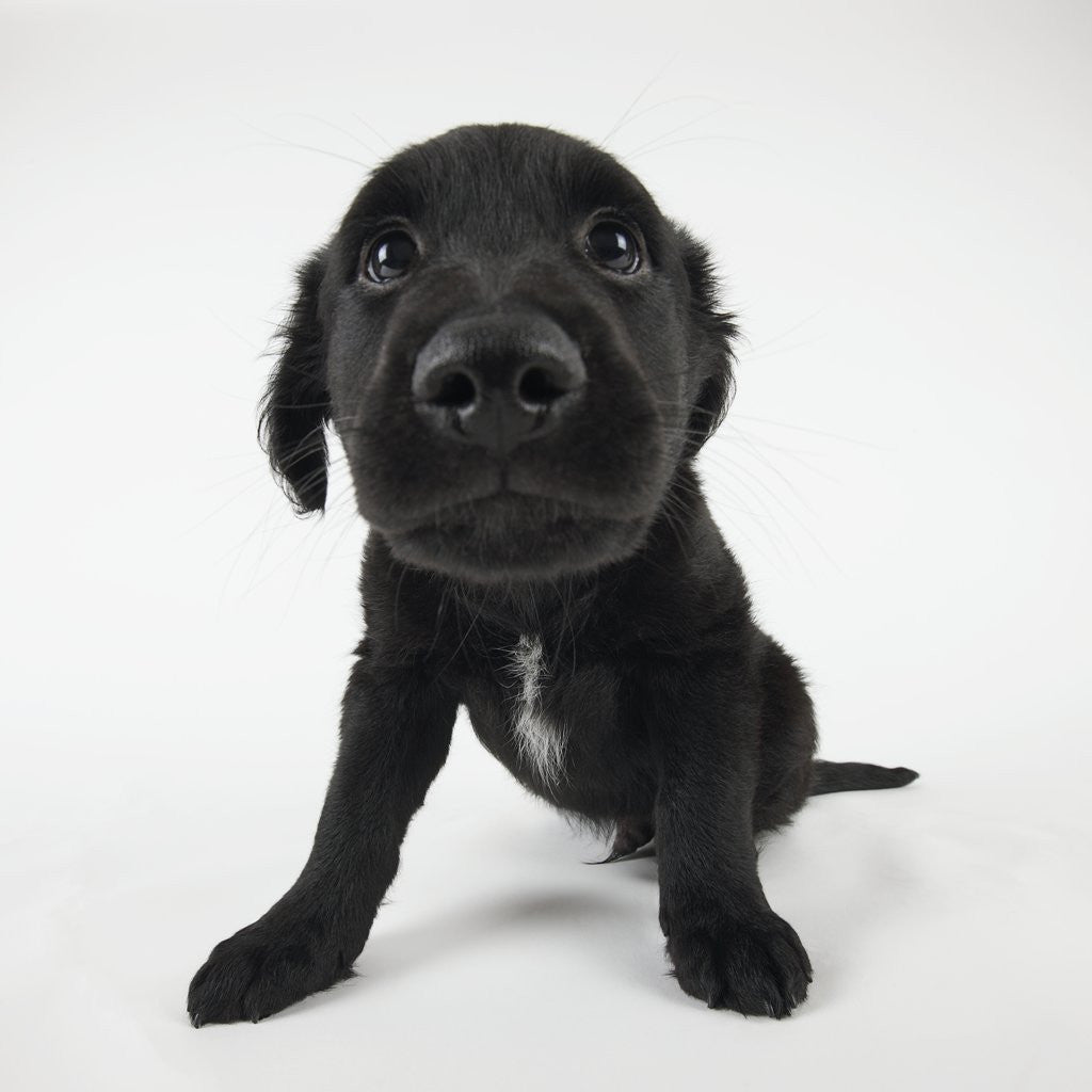 Detail of Puppy Looking at Camera by Anonymous