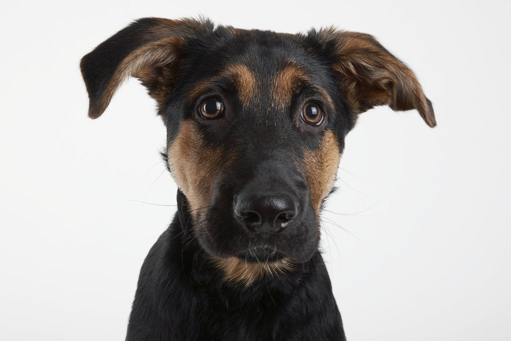 Detail of Dog Looking at Camera by Corbis